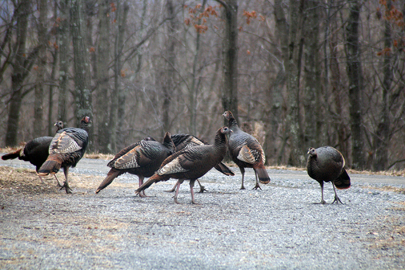 Turkeys in Crystal Valley